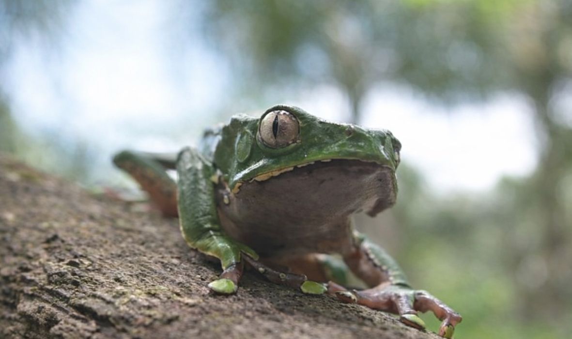 WHAT DOES KAMBO ACTUALLY CURE