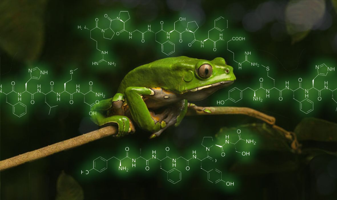 UNDERSTANDING KAMBO PEPTIDES: THE FULL PICTURE