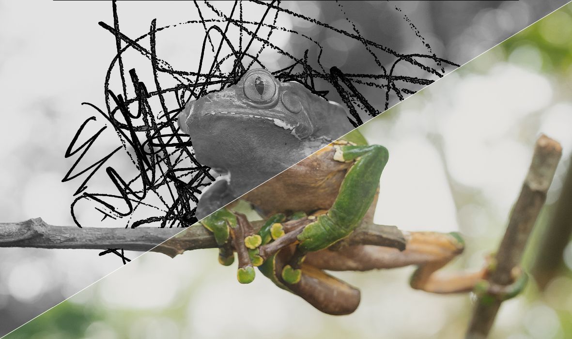 KAMBO’S ROLE IN MENTAL AND EMOTIONAL HEALING